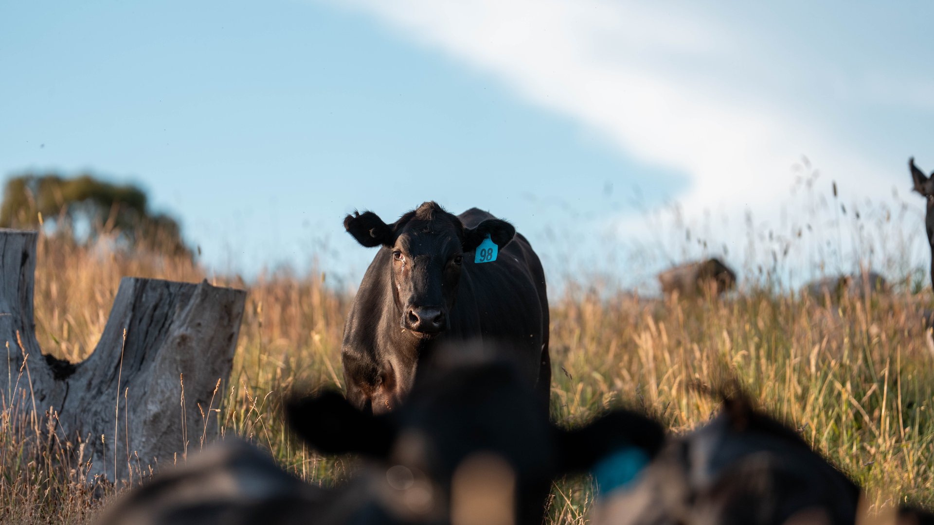Stop Buying Meat One Pack at a Time