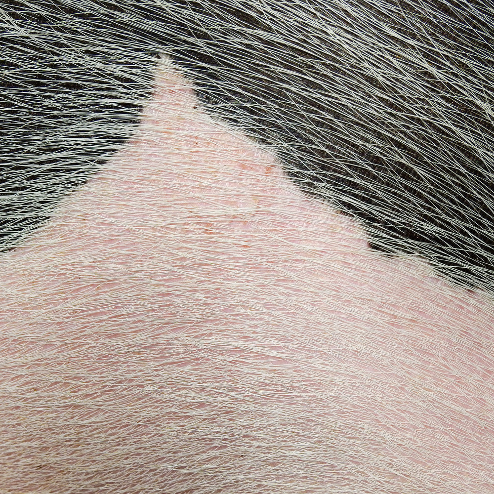 Pork Skin